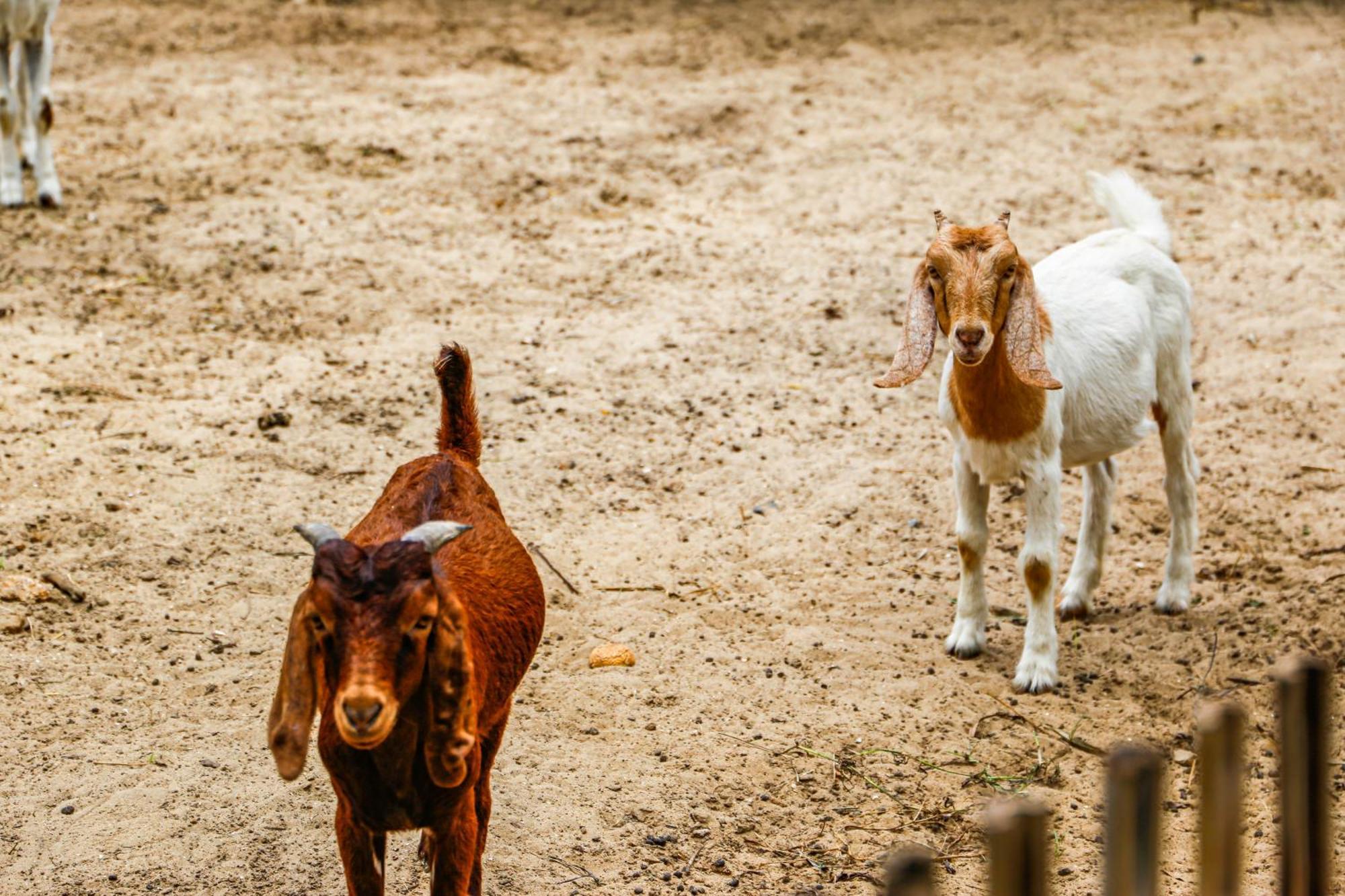 Melia Ho Tram Beach Resort Bagian luar foto Goats at the zoo