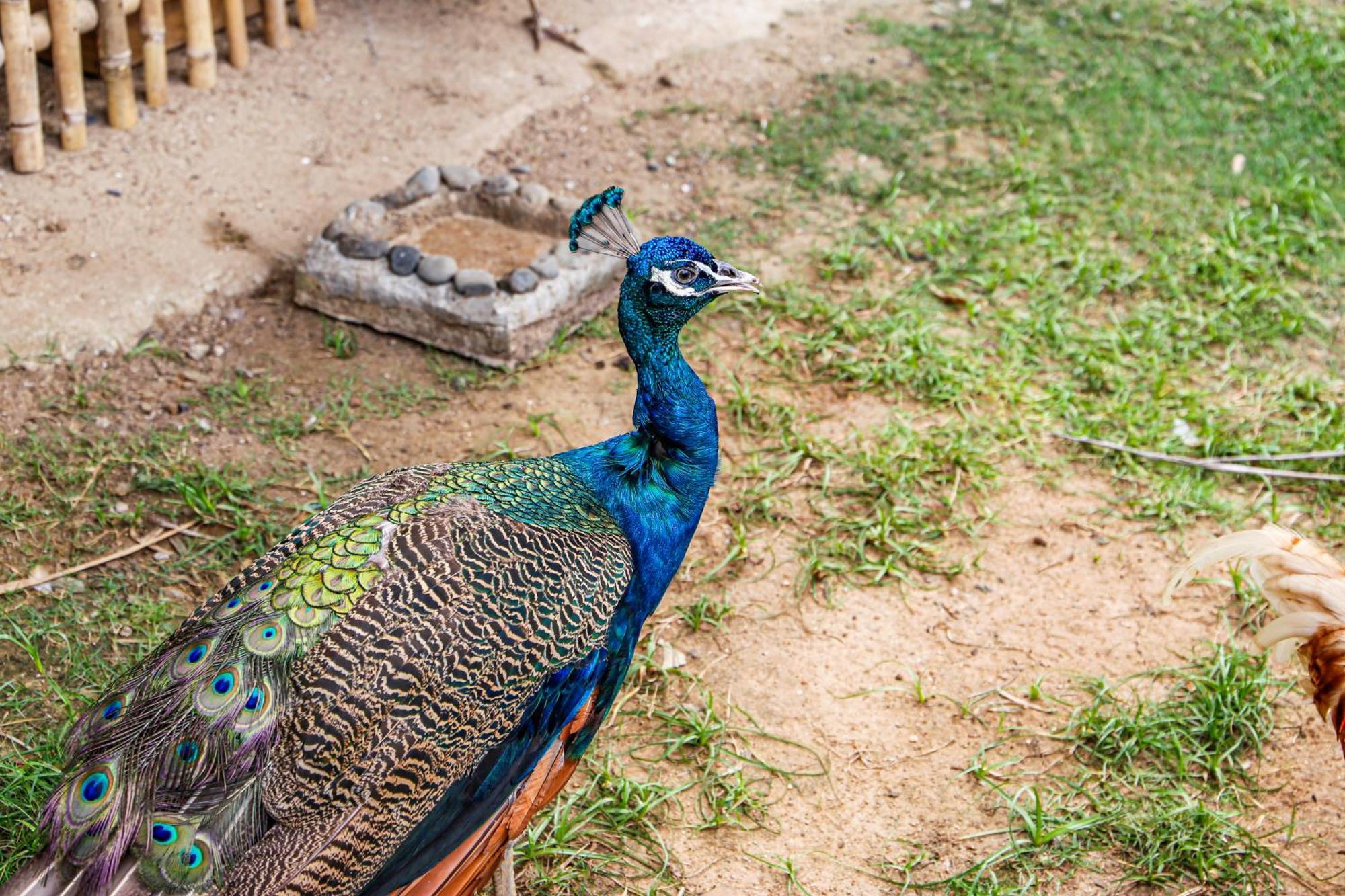 Melia Ho Tram Beach Resort Bagian luar foto Peacock